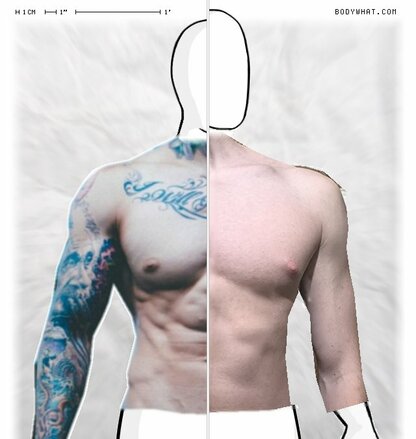 Torso Comparison