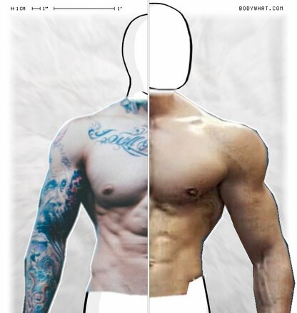 Torso Comparison