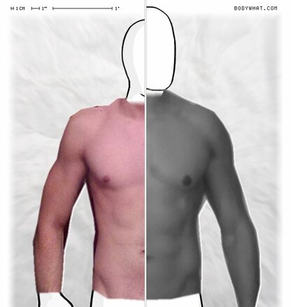 Torso Comparison