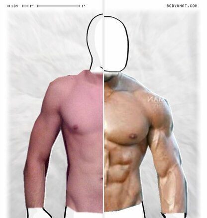 Torso Comparison