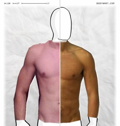 Torso Comparison