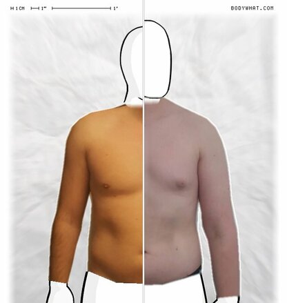 Torso Comparison