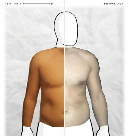 Torso Comparison