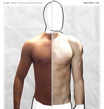 Torso Comparison