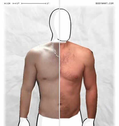 Torso Comparison