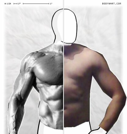 Torso Comparison