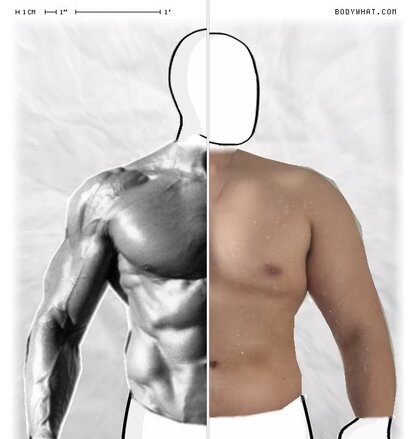 Torso Comparison