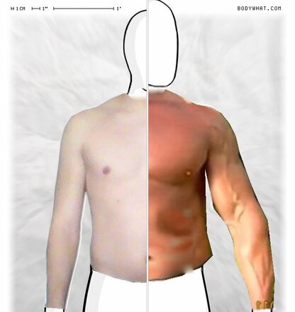 Torso Comparison