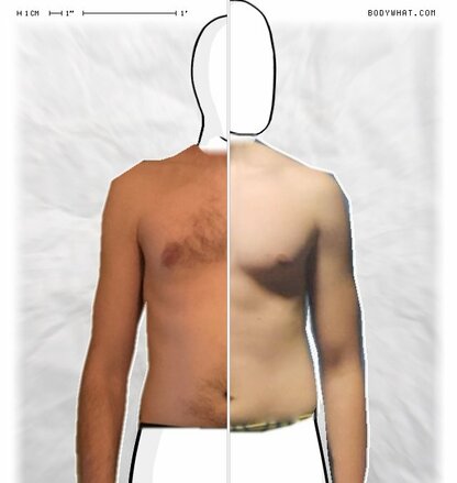 Torso Comparison