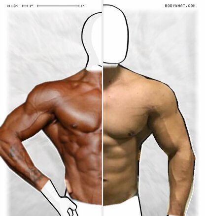 Torso Comparison