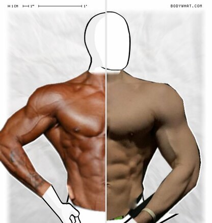 Torso Comparison