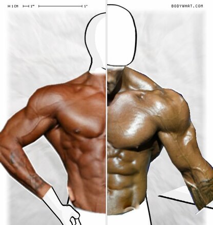 Torso Comparison