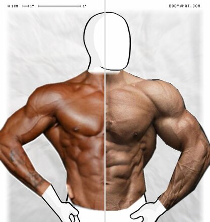 Torso Comparison