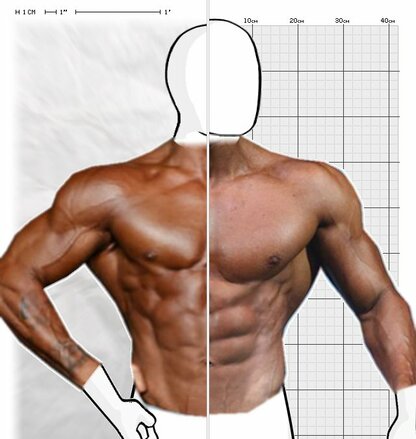 Torso Comparison