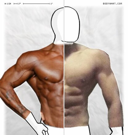 Torso Comparison