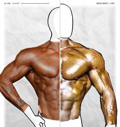 Torso Comparison