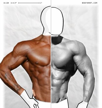 Torso Comparison