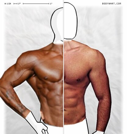 Torso Comparison