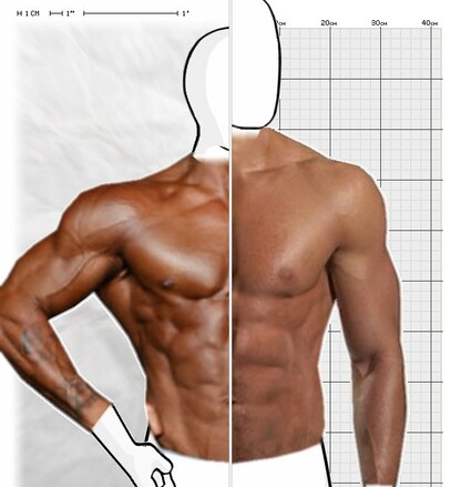 Torso Comparison