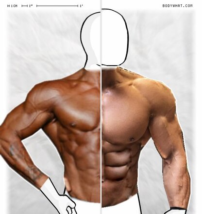 Torso Comparison