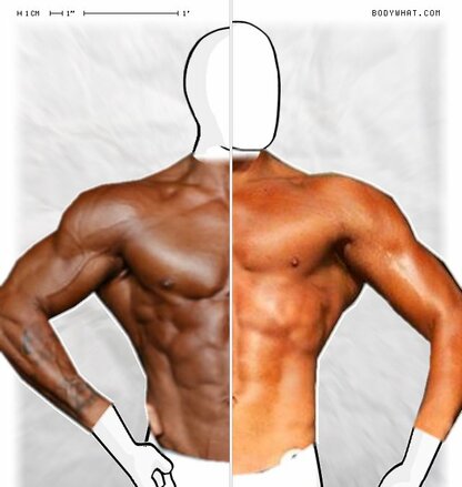 Torso Comparison