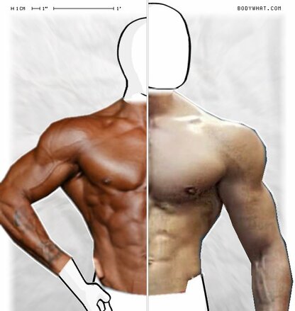 Torso Comparison