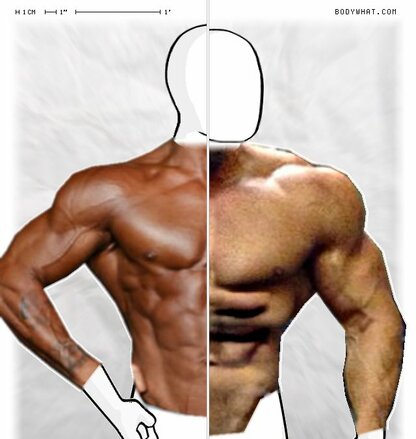 Torso Comparison