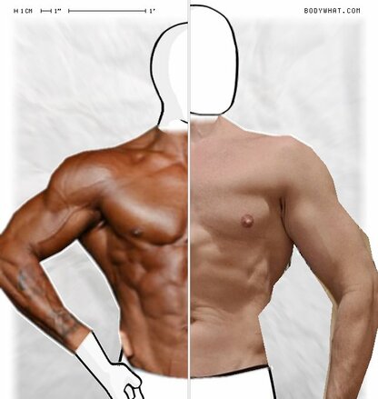 Torso Comparison