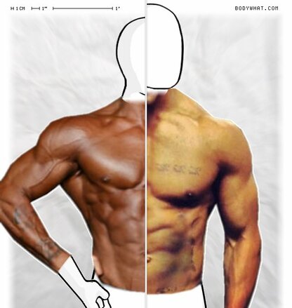 Torso Comparison