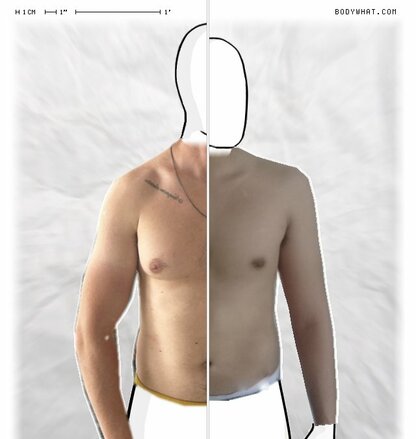 Torso Comparison