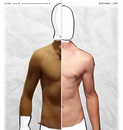 Torso Comparison