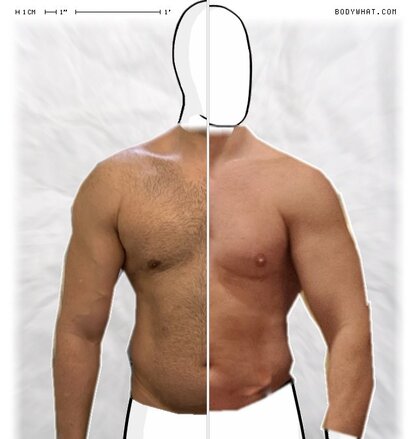 Torso Comparison