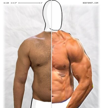 Torso Comparison