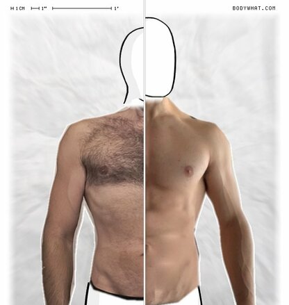 Torso Comparison