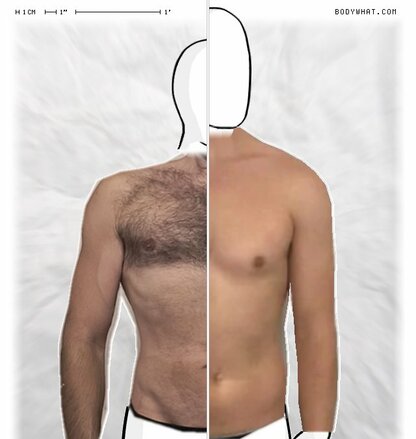 Torso Comparison