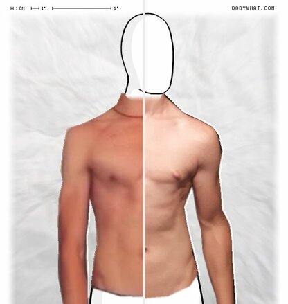 Torso Comparison