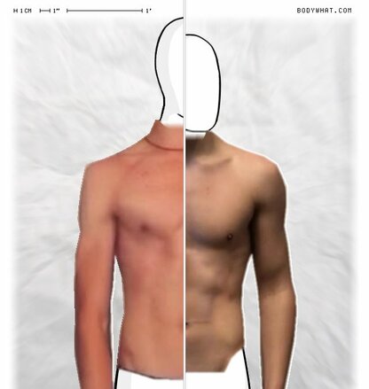 Torso Comparison