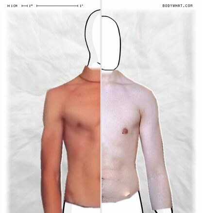 Torso Comparison