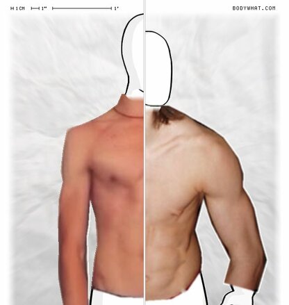 Torso Comparison