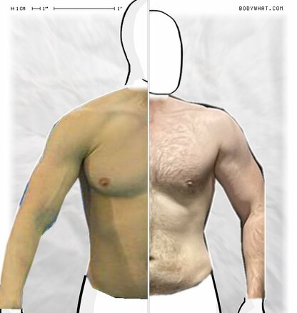 Torso Comparison