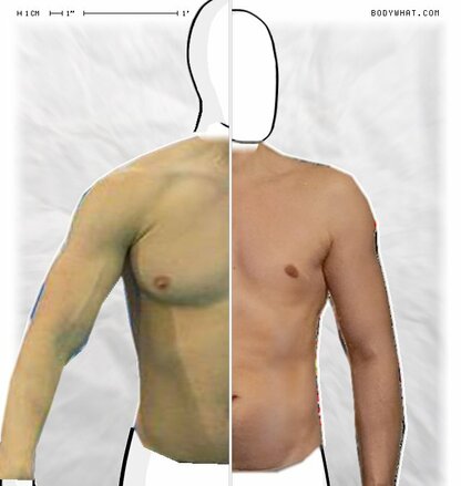 Torso Comparison