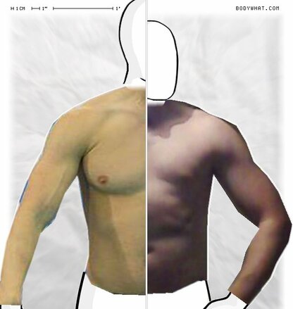 Torso Comparison