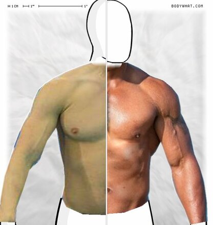 Torso Comparison