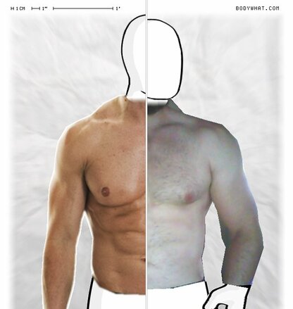 Torso Comparison