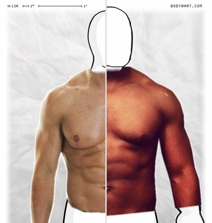 Torso Comparison