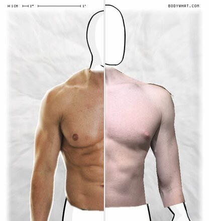 Torso Comparison