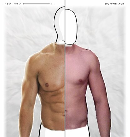 Torso Comparison