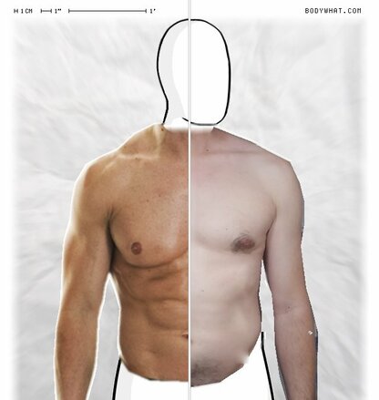 Torso Comparison