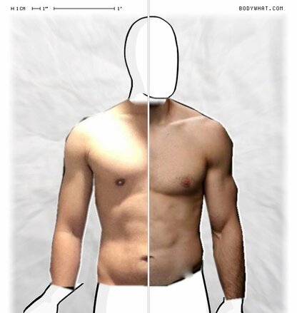 Torso Comparison