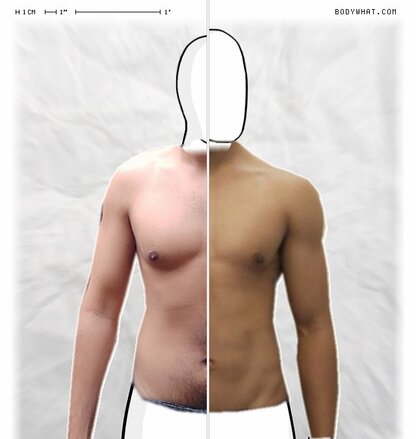 Torso Comparison